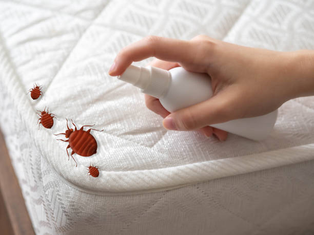Best Local Pest Control Services  in Colby, WI