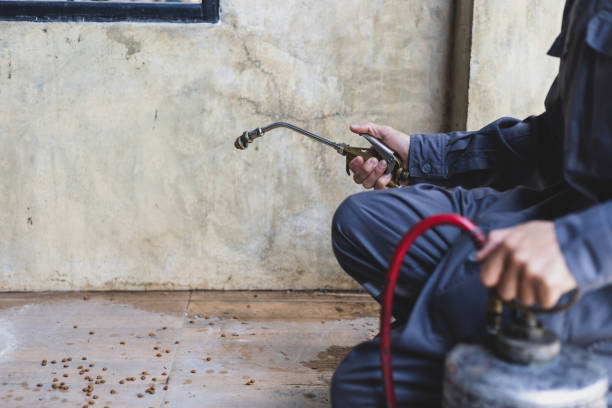 Wasp Removal Services in Colby, WI